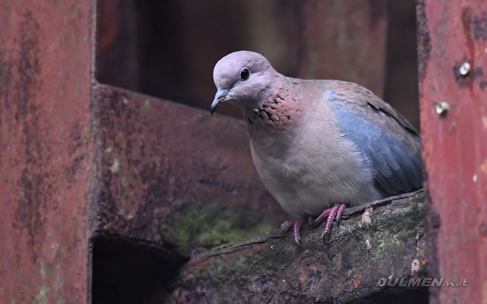 Laughing dove (Spilopelia senegalensis)